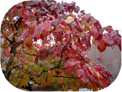 庭の紅葉.jpg