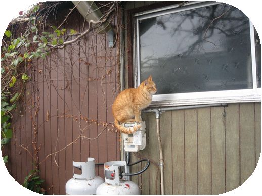 餌を待つ猫.jpg